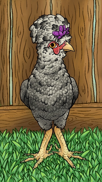 An image of a chicken with white and black speckled feathers. She has a large fluffy crest on top of her head, and it's pinned out of her eyes with a purple butterfly hairclip for children.