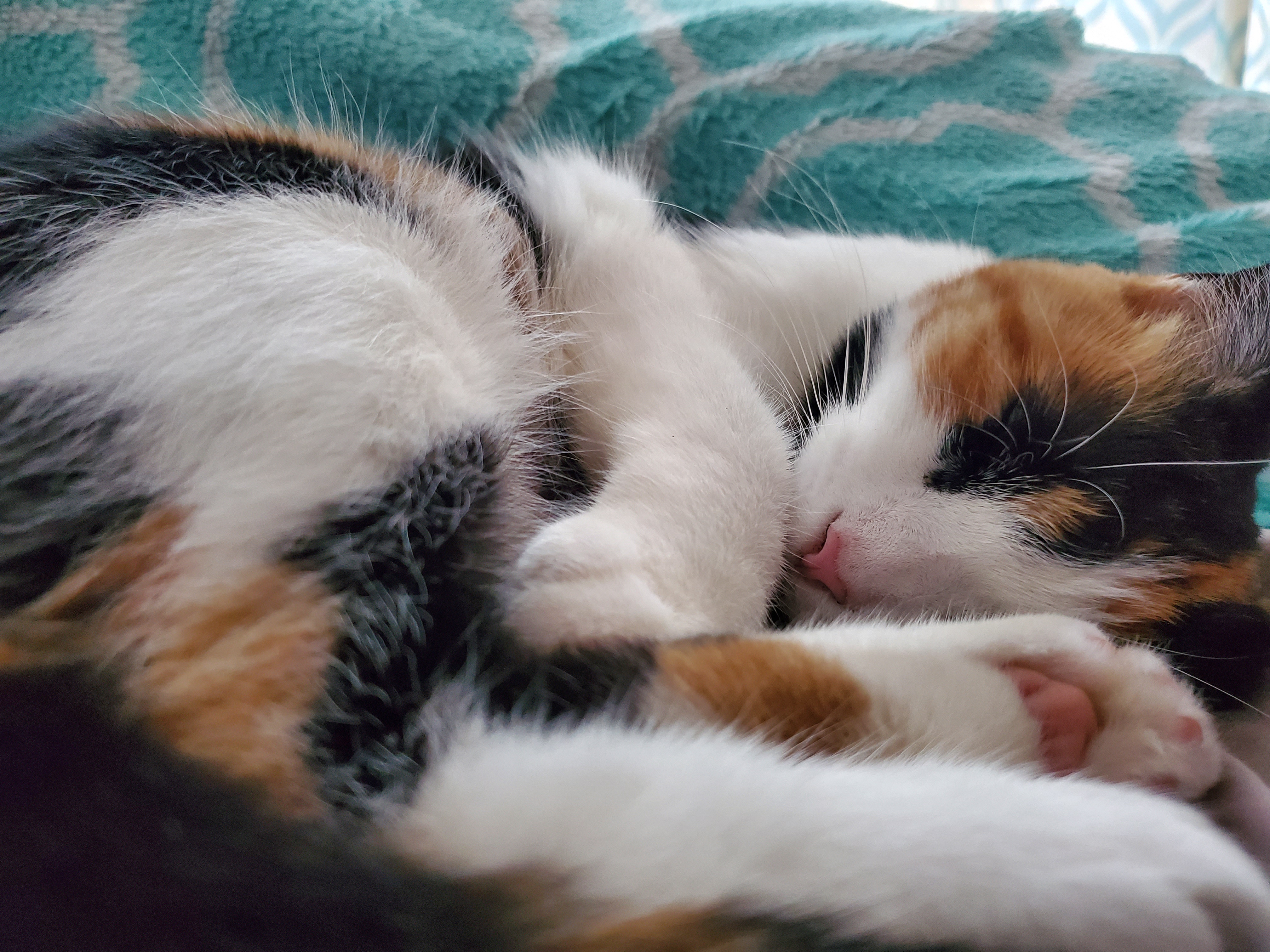 A close picture of my calico cat, Gertrude, laying on her side on my bed. In this one, her whole body is in focus now, and she's curled up in the fetal position.